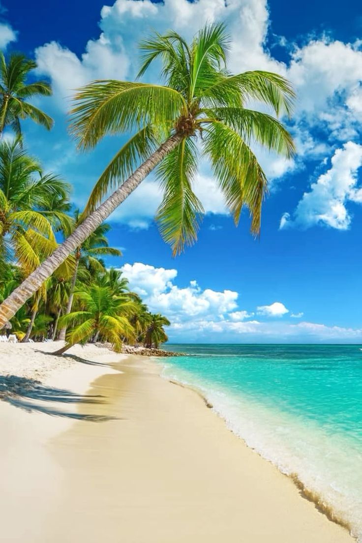 Playa de Punta Cana con palmeras y agua transparente en República Dominicana